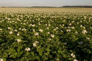 champs de pomme de terre